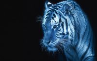 cooles-hintergrundbild-leuchtender-weisser-tiger