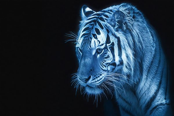 Cooles Hintergrundbild: Leuchtender weißer Tiger